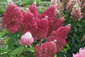 hydrangea paniculata petite flori-gortenziya metelchataya petit flori